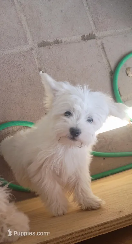 Charlie – Maltipoo puppy for sale in Apple Valley, CA