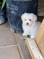 Charlie, a male Maltipoo for sale in Apple Valley, CA – Photo 6 of 10