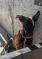 Mali, a female Belgian Malinois for sale in Apple Valley, CA – 2 of 6