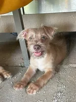 Güero , a male Yorkshire Terrier and Chorkie for sale in Apple Valley, CA – 6 of 6