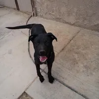Luke, a male Australian Shepherd and Labrador Retriever for sale in Apple Valley, CA – Photo 3 of 4