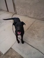 Luke, a male Australian Shepherd and Labrador Retriever for sale in Apple Valley, CA – Photo 3 of 4
