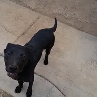 Luke, a male Australian Shepherd and Labrador Retriever for sale in Apple Valley, CA – Photo 1 of 4
