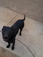 Luke, a male Australian Shepherd and Labrador Retriever for sale in Apple Valley, CA – Photo 1 of 4