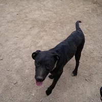 Luke, a male Australian Shepherd and Labrador Retriever for sale in Apple Valley, CA – Photo 4 of 4