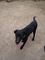 Luke, a male Australian Shepherd and Labrador Retriever for sale in Apple Valley, CA – Photo 4 of 4