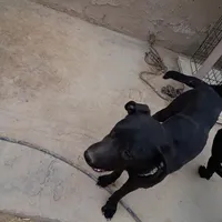 Luke, a male Australian Shepherd and Labrador Retriever for sale in Apple Valley, CA – Photo 2 of 4