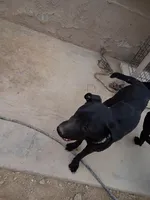 Luke, a male Australian Shepherd and Labrador Retriever for sale in Apple Valley, CA – Photo 2 of 4