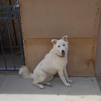 Guera, a female Alaskan Malamute for sale in Apple Valley, CA – Photo 3 of 4