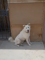 Guera, a female Alaskan Malamute for sale in Apple Valley, CA – Photo 3 of 4