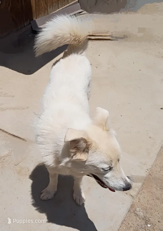 Guera, a female Alaskan Malamute for sale in Apple Valley, CA – Photo 1 of 4
