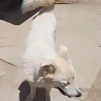 Guera, a female Alaskan Malamute for sale in Apple Valley, CA – Photo 1 of 4