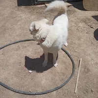 Guera, a female Alaskan Malamute for sale in Apple Valley, CA – Photo 4 of 4