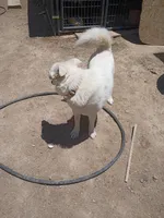 Guera, a female Alaskan Malamute for sale in Apple Valley, CA – Photo 4 of 4