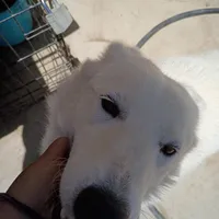 Guera, a female Alaskan Malamute for sale in Apple Valley, CA – Photo 2 of 4