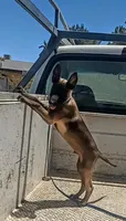 Belgi , a male Belgian Malinois for sale in Apple Valley, CA – 4 of 9