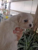 Princess , a female Maltipoo for sale in Apple Valley, CA – Photo 1 of 10