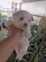 Princess , a female Maltipoo for sale in Apple Valley, CA – Photo 4 of 10