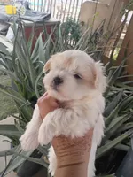 Princess , a female Maltipoo for sale in Apple Valley, CA – Photo 8 of 10