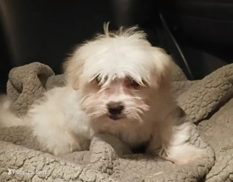 Princess  – Maltipoo puppy for sale in Apple Valley, CA