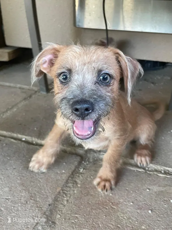 Tobie – Yorkshire Terrier, Chorkie puppy for sale in Apple Valley, CA