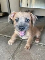 Tobie, a male Yorkshire Terrier and Chorkie for sale in Apple Valley, CA – 1 of 6