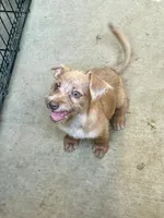 Güero , a male Yorkshire Terrier and Chorkie for sale in Apple Valley, CA – 2 of 6