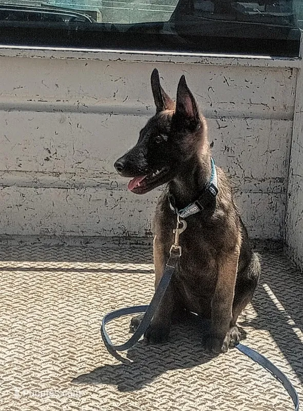 Belgi  – Belgian Malinois puppy for sale in Apple Valley, CA
