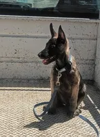 Belgi , a male Belgian Malinois for sale in Apple Valley, CA – 1 of 9