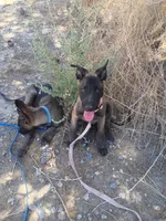 Mali, a female Belgian Malinois for sale in Apple Valley, CA – 6 of 6