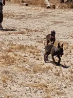 Belgi , a male Belgian Malinois for sale in Apple Valley, CA – 7 of 9