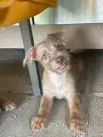 Güero , a male Yorkshire Terrier and Chorkie for sale in Apple Valley, CA – 5 of 6
