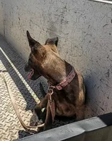 Mali, a female Belgian Malinois for sale in Apple Valley, CA – 3 of 6