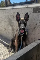 Belgi , a male Belgian Malinois for sale in Apple Valley, CA – 3 of 9
