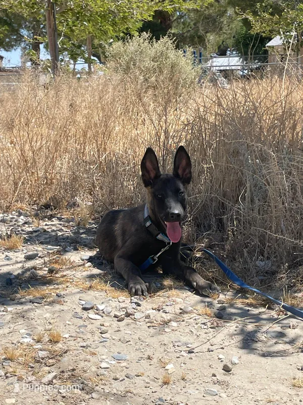 Belgi  – Belgian Malinois puppy for sale in Apple Valley, CA