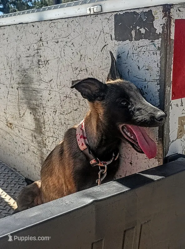 Mali – Belgian Malinois puppy for sale in Apple Valley, CA