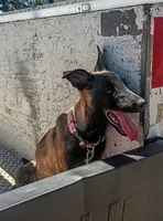 Mali, a female Belgian Malinois for sale in Apple Valley, CA – 1 of 6