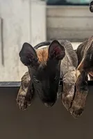 Belgi , a male Belgian Malinois for sale in Apple Valley, CA – 5 of 9