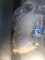 Cutie, a female Maltipoo and Maltese for sale in Apple Valley, CA – Photo 7 of 7