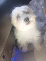 Cutie, a female Maltipoo and Maltese for sale in Apple Valley, CA – Photo 3 of 7