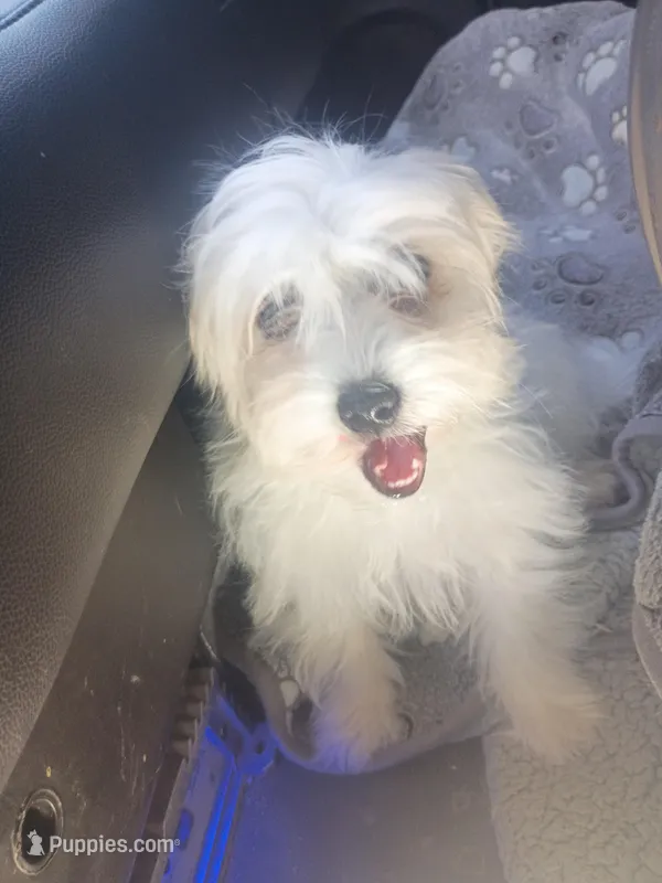 Cutie – Maltipoo, Maltese puppy for sale in Apple Valley, CA