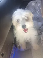 Cutie, a female Maltipoo and Maltese for sale in Apple Valley, CA – Photo 1 of 7