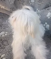 Cutie, a female Maltipoo and Maltese for sale in Apple Valley, CA – Photo 2 of 7