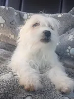 Cutie, a female Maltipoo and Maltese for sale in Apple Valley, CA – Photo 4 of 7