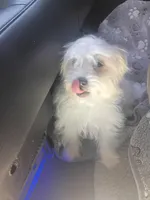 Cutie, a female Maltipoo and Maltese for sale in Apple Valley, CA – Photo 6 of 7