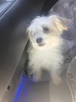 Cutie, a female Maltipoo and Maltese for sale in Apple Valley, CA – Photo 5 of 7