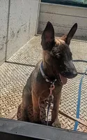 Belgi , a male Belgian Malinois for sale in Apple Valley, CA – 8 of 9