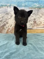 Hot Pink Girl, a female Belgian Malinois and German Shepherd Dog for sale in Hattiesburg, MS – 1 of 7