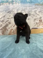 Hot Pink Girl, a female Belgian Malinois and German Shepherd Dog for sale in Hattiesburg, MS – 4 of 7