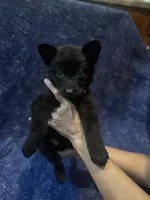 Hot Pink Girl, a female Belgian Malinois and German Shepherd Dog for sale in Hattiesburg, MS – 5 of 7